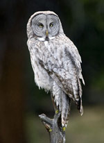 great grey owl pic